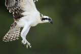 Osprey_1259.jpg