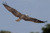 Osprey_6160.jpg