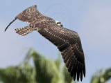 Osprey_6165.jpg