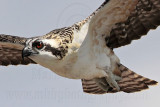 Osprey_6197.jpg