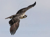 Osprey_6212.jpg