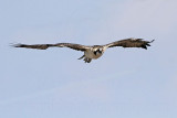 Osprey_6227.jpg