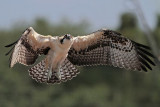 Osprey_6241.jpg