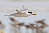 Crested Tern_6322.jpg