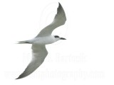 Gull-billed Tern_5315.jpg