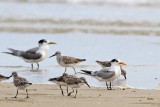 Lesser Crested & Crested Tern_6174.jpg