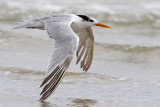 Lesser Crested Tern_6187.jpg