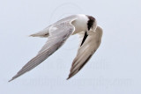 Little Tern_5985.jpg