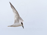 Little Tern_5990.jpg