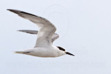 Little Tern_5991.jpg