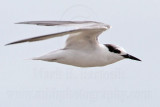 Little Tern_5996.jpg