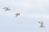 Little Tern_6404.jpg