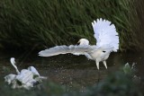 Little Egret_8447.jpg