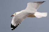 Silver Gull_1613.jpg
