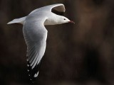 Silver Gull_1691.jpg