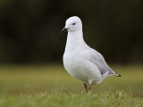 Silver Gull_6180.jpg