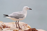Silver Gull_6466.jpg