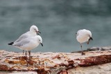 Silver Gull_6498.jpg
