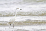 Little Egret_5022.jpg