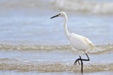 Little Egret_5038.jpg