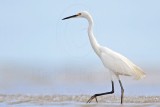 Little Egret_5071.jpg