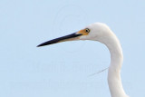 Little Egret_5071crop.jpg
