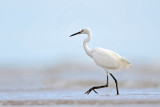 Little Egret_5082.jpg