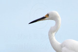Little Egret_5082crop.jpg