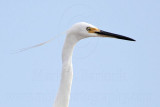 Little Egret_5285crop.jpg