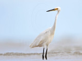 Little Egret_5643.jpg