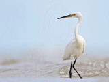 Little Egret_5644.jpg