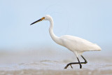 Little Egret_5652.jpg
