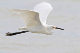 Little Egret_6014.jpg