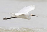 Little Egret_6020.jpg