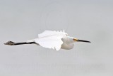 Little Egret_6036.jpg