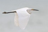 Little Egret_6044.jpg
