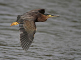 Striated Heron_4589.jpg