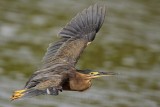 Striated Heron_4591.jpg