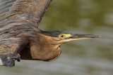 Striated Heron_4591crop.jpg