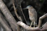 Striated Heron_4599.jpg