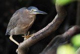 Striated Heron_4633.jpg