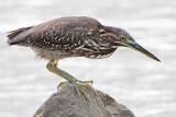 Striated Heron_4789.jpg