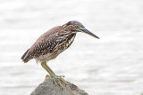 Striated Heron_4798.jpg