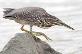 Striated Heron_4841.jpg
