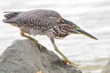 Striated Heron_4842.jpg
