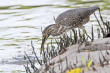Striated Heron_8599.jpg