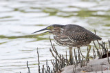 Striated Heron_8608.jpg