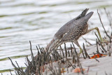 Striated Heron_8650.jpg