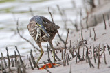 Striated Heron_8657.jpg