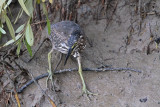 Striated Heron_8673.jpg